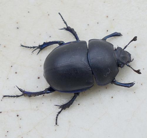 Réf. 207 299 : Trypocopris vernalis